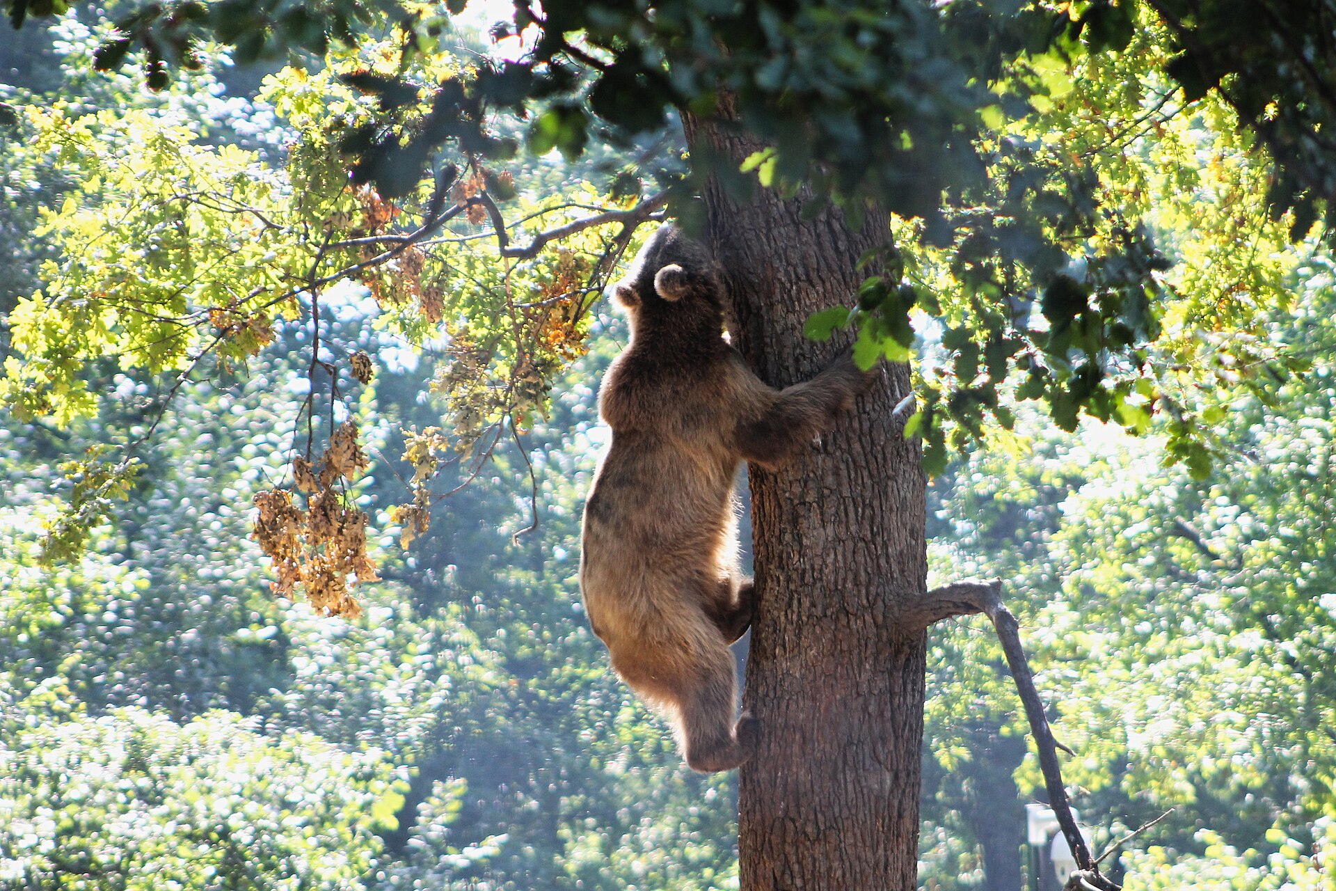Libearty Bear Sanctuary